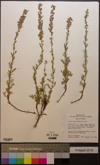 Artemisia michauxiana image