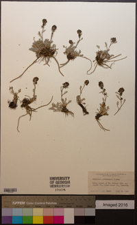 Artemisia pattersonii image