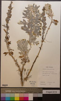 Artemisia stelleriana image