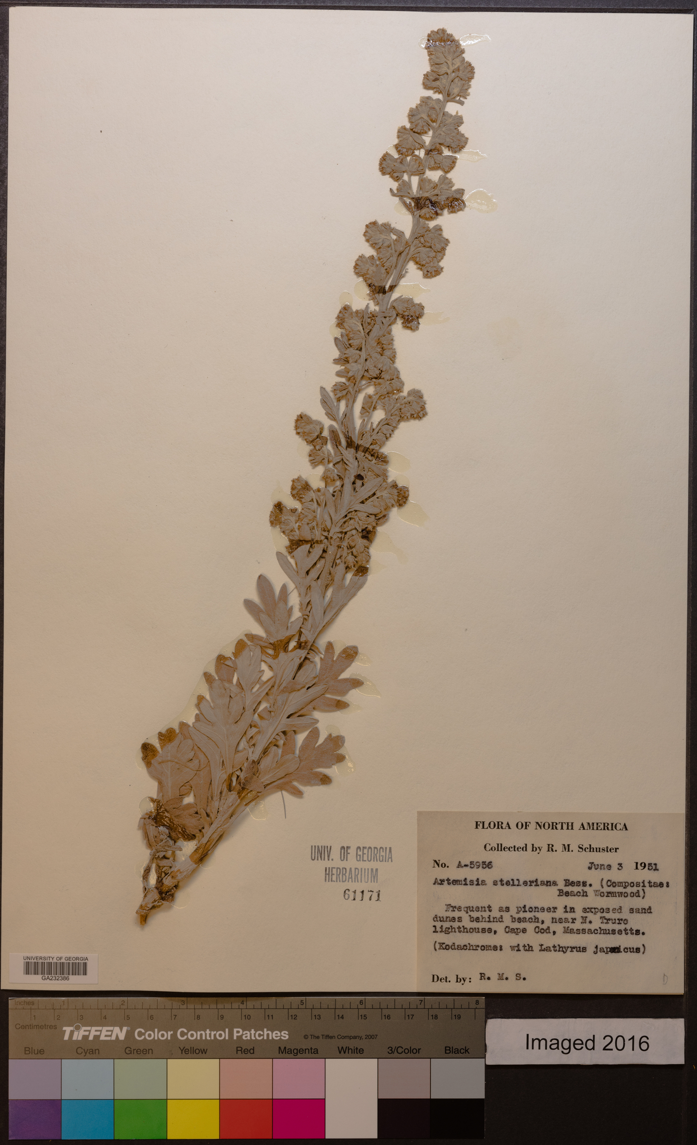 Artemisia stelleriana image