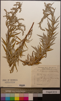 Artemisia verlotiorum image