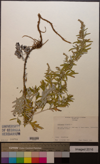 Artemisia vulgaris image