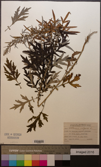 Artemisia vulgaris image