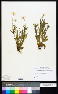 Astranthium integrifolium image