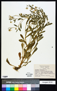 Astranthium integrifolium image