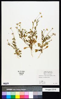 Astranthium integrifolium image