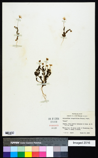 Astranthium integrifolium image