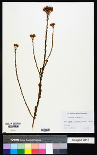 Image of Athanasia pubescens