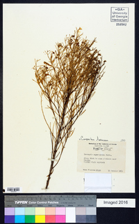 Baccharis angustifolia image