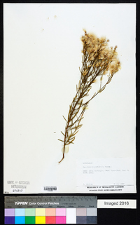 Baccharis angustifolia image