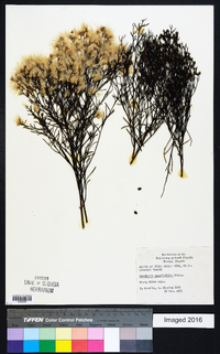 Baccharis angustifolia image