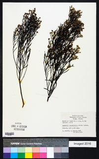 Baccharis angustifolia image