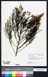 Baccharis angustifolia image