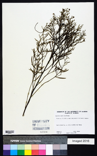 Baccharis angustifolia image