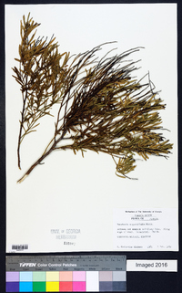 Baccharis angustifolia image