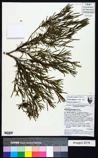 Baccharis angustifolia image