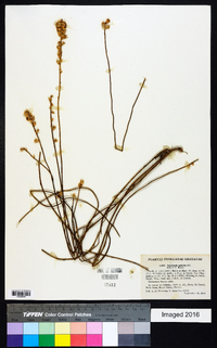 Baccharis aphylla image