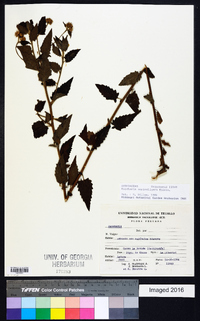 Image of Baccharis auriculigera