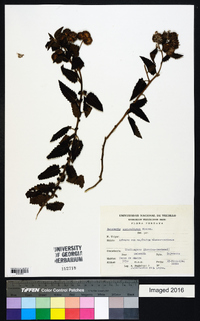 Baccharis auriculigera image