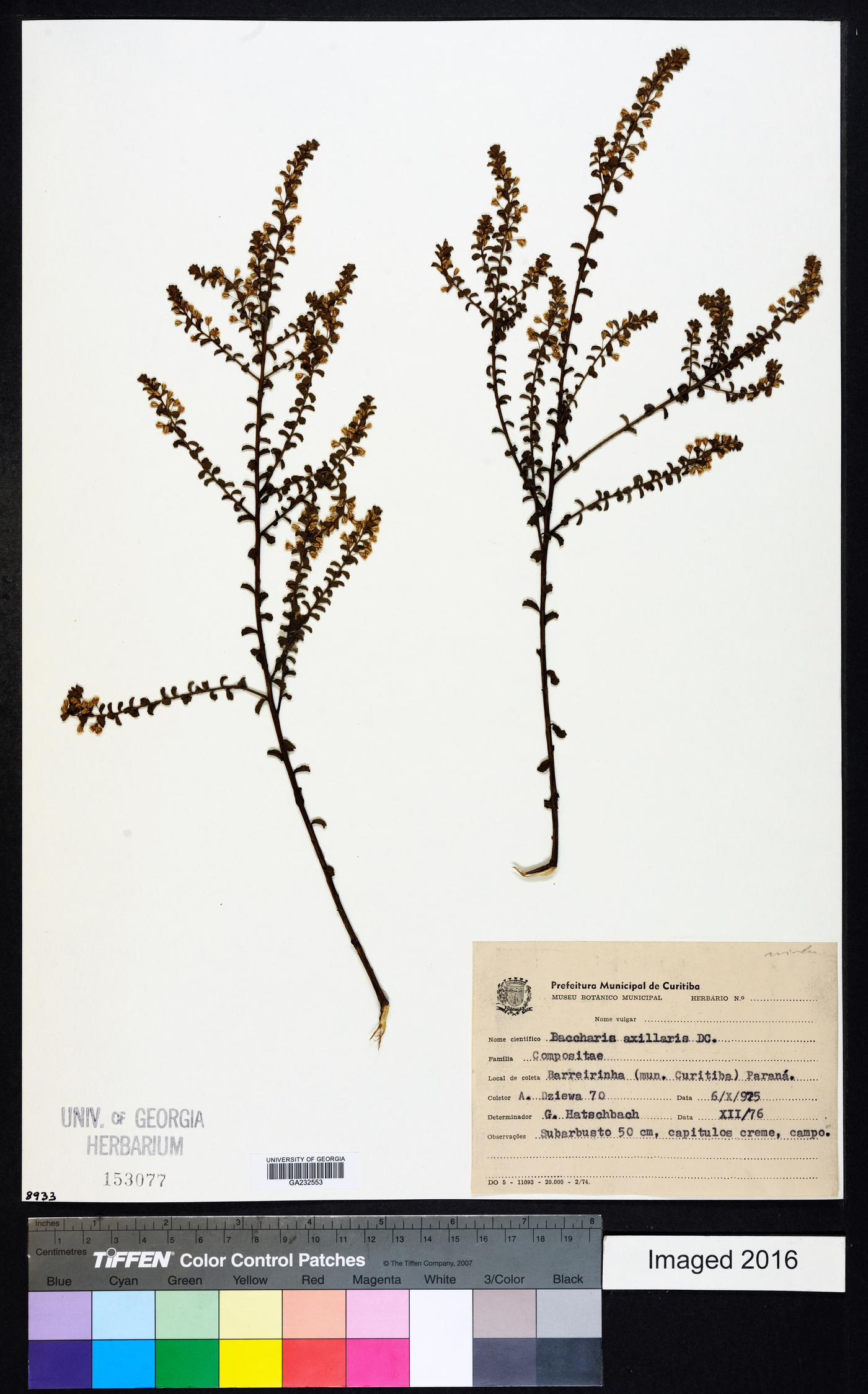 Baccharis axillaris image