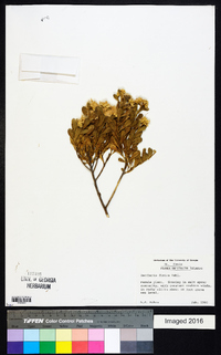 Baccharis dioica image