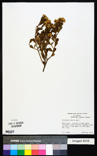 Baccharis dioica image