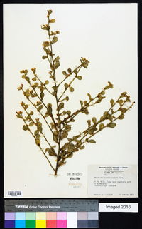 Baccharis glomeruliflora image