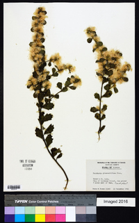 Baccharis glomeruliflora image