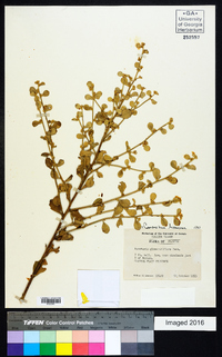 Baccharis glomeruliflora image