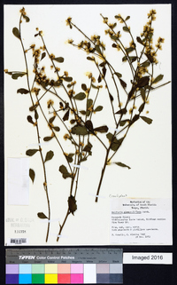 Baccharis glomeruliflora image