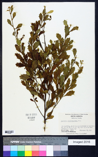 Baccharis glomeruliflora image