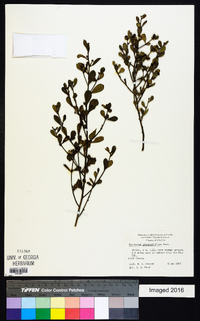 Baccharis glomeruliflora image