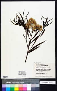 Baccharis salicifolia image