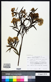 Baccharis salicifolia image