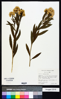 Baccharis salicifolia image