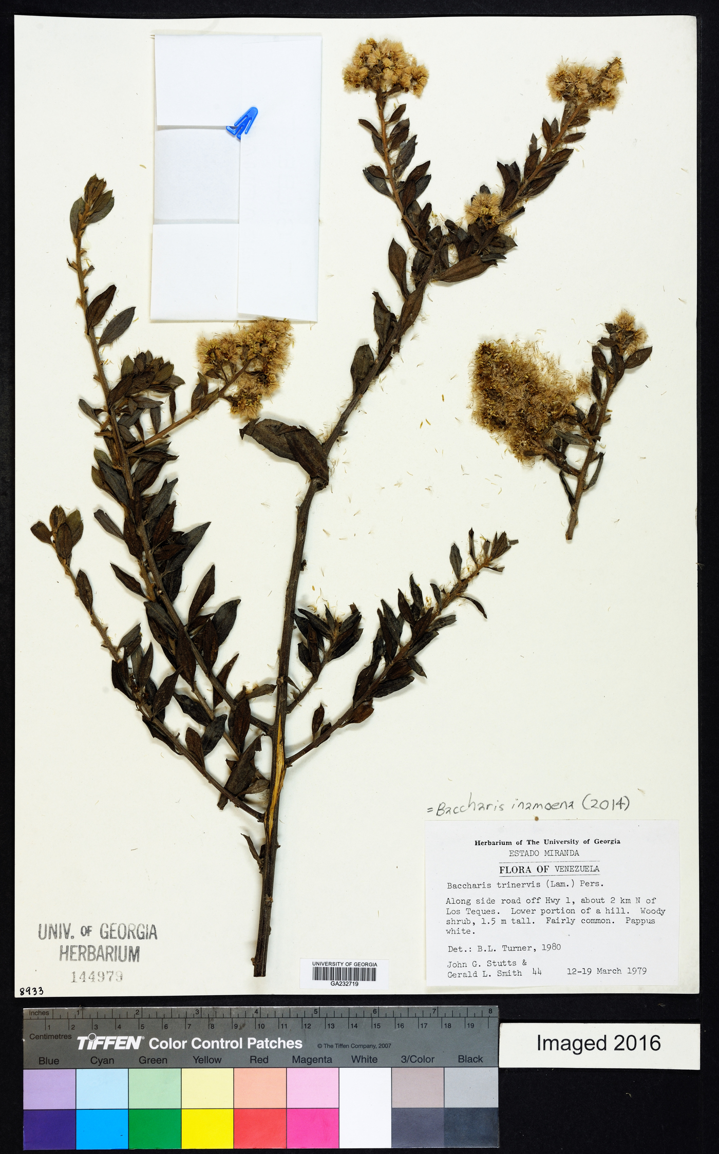 Baccharis inamoena image