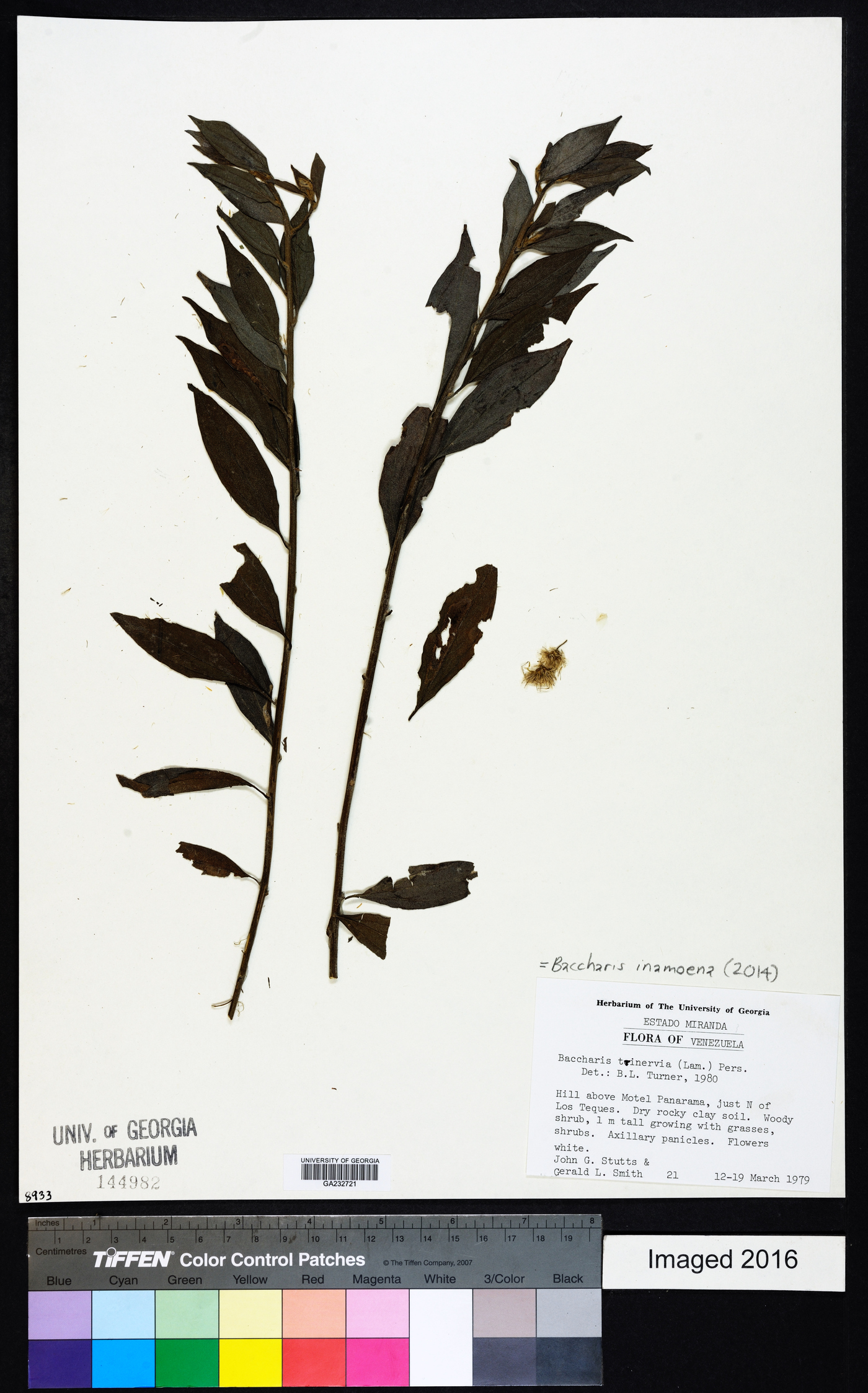 Baccharis inamoena image