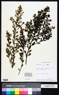 Baccharis myrsinites image