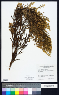 Baccharis neglecta image