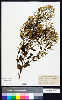 Baccharis neglecta image