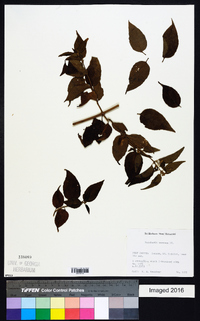 Media resource of Baccharis nervosa
