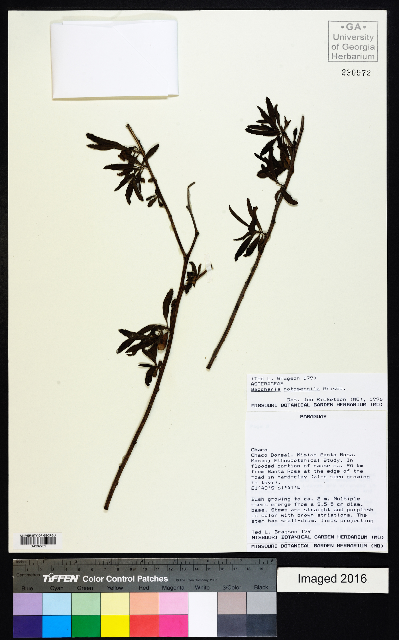 Baccharis notosergila image