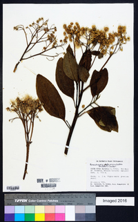 Baccharis pedunculata image