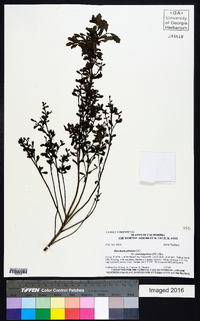 Baccharis pilularis image