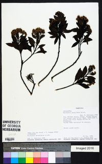 Baccharis prunifolia image