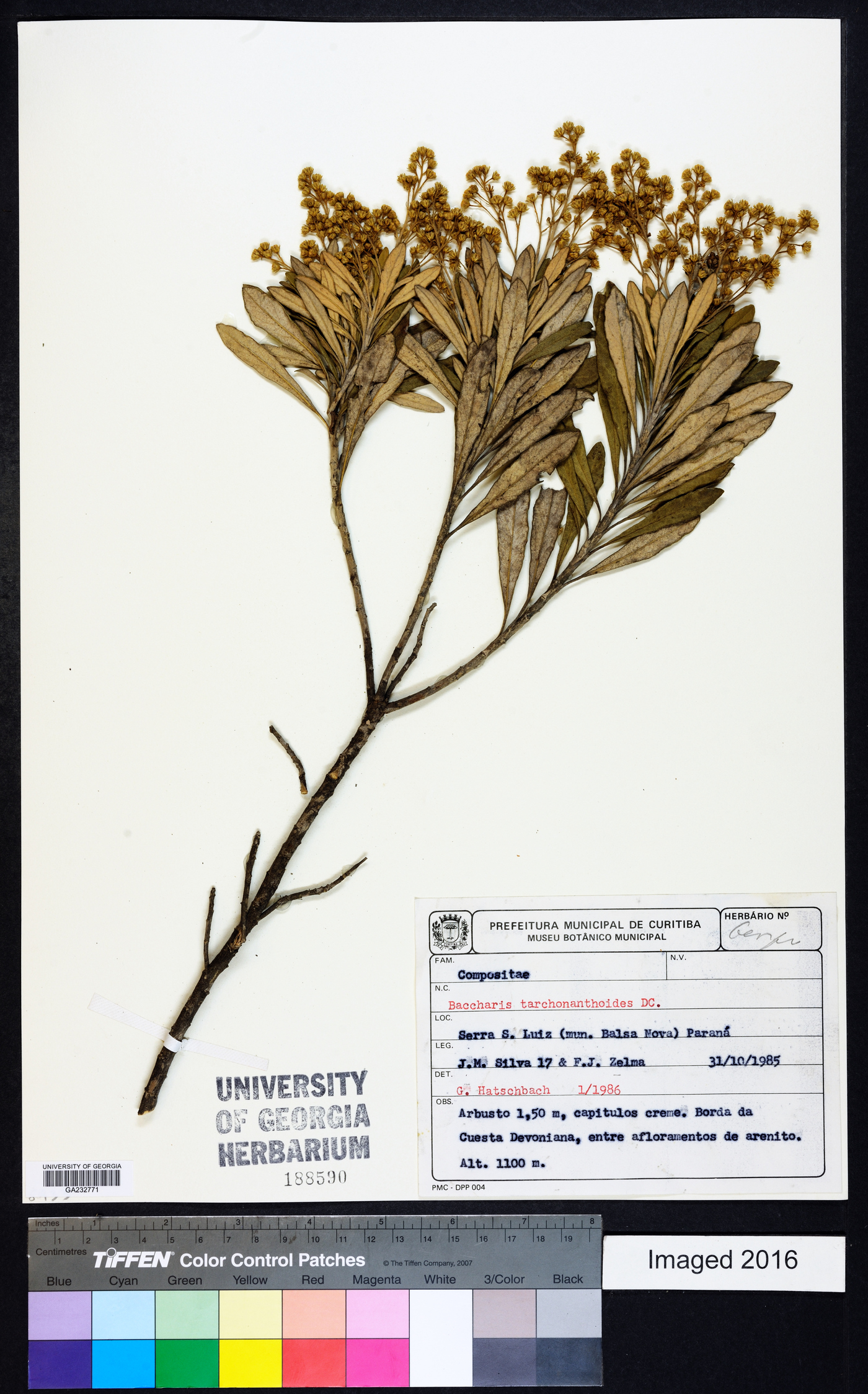 Baccharis tarchonanthoides image