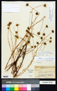 Balduina angustifolia image