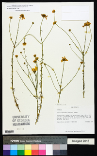 Balduina angustifolia image