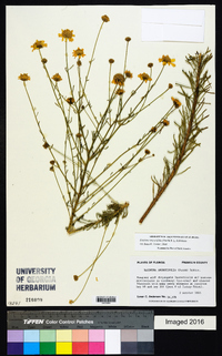 Balduina angustifolia image