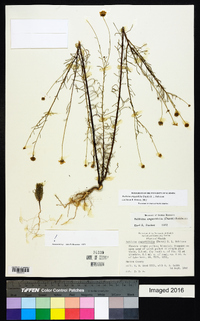 Balduina angustifolia image